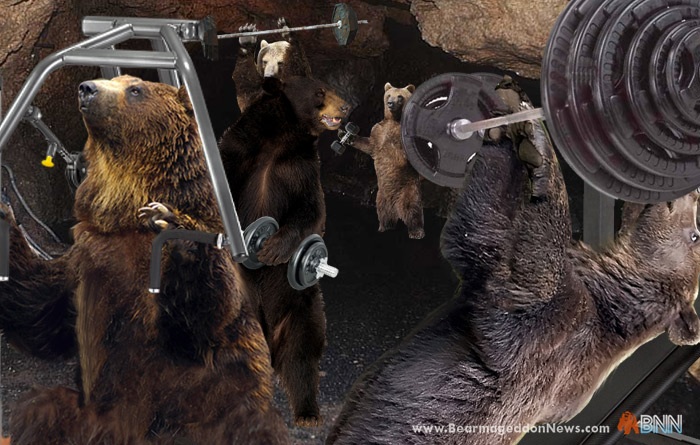 The Hibernation Myth: How Bears Spend 7½ Months Getting Swole