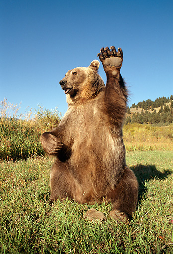 50 Bears Waving Good-Bye to Humanity