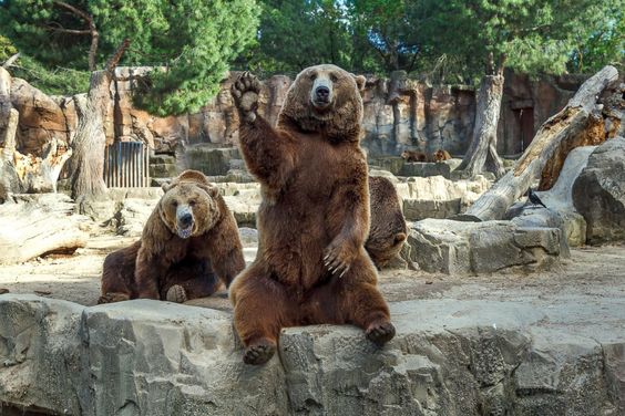 50 Bears Waving Good-Bye to Humanity