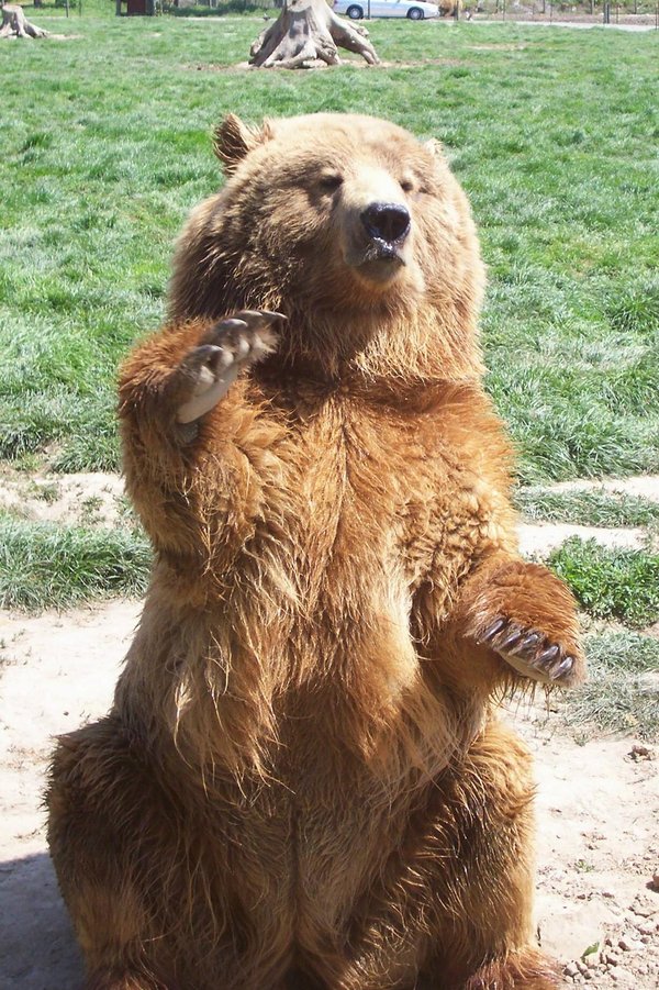 waving teddy bear