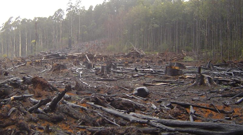 Mass Deforestation Proof Bears Fart in the Woods
