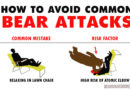 How to Avoid Common Bear Attacks